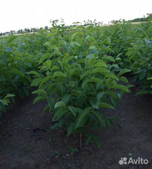 Грецкий орех саженцы 1,2 года на промышленный сад