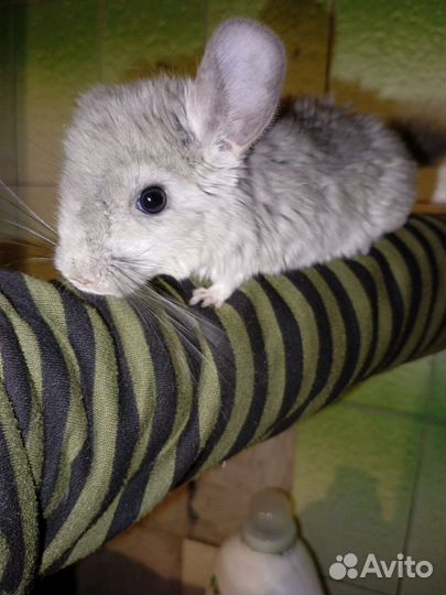 Шиншиллята