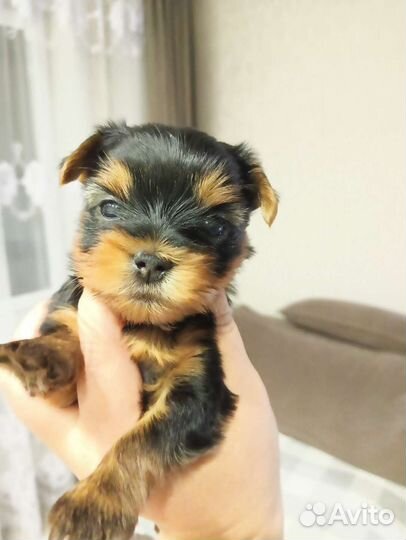 Йоркширский терьер