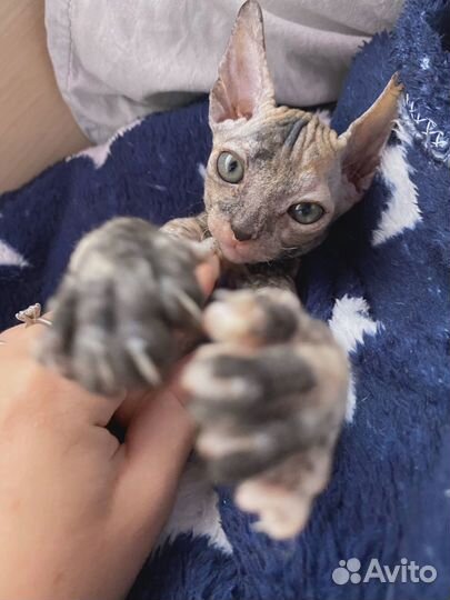 Котенок сфинкс