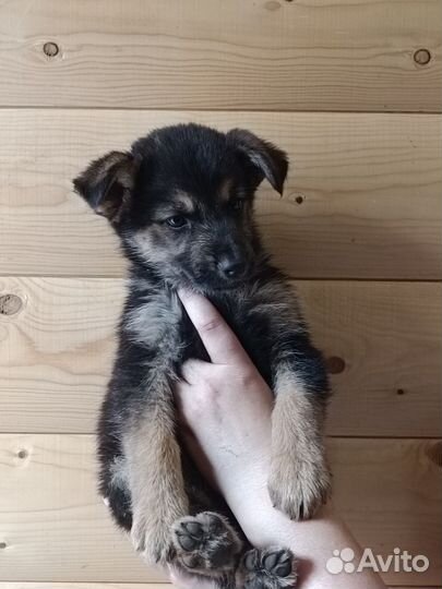 Щенки немецкой овчарки