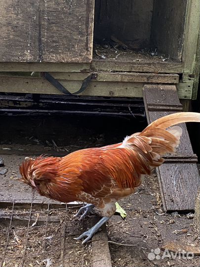 Инкубационное яйцо палуана И Петушки