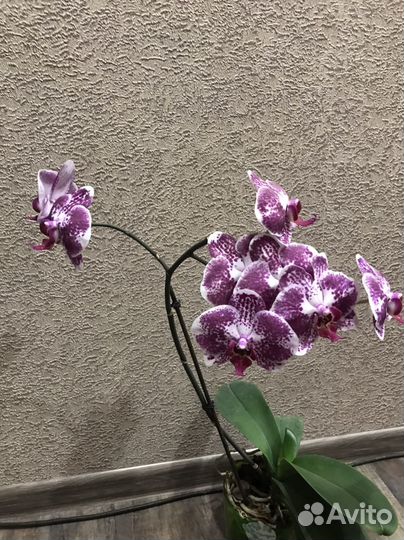 Орхидея фаленопсис