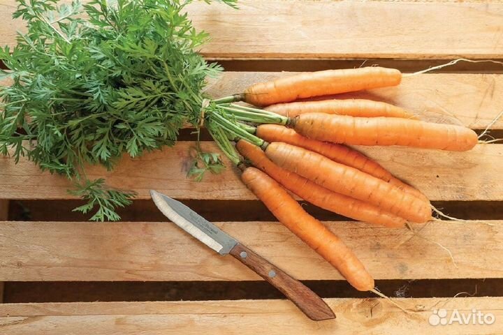 Морковь нииох 336 (семена)