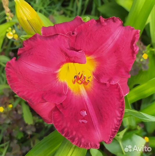 Лилейники то