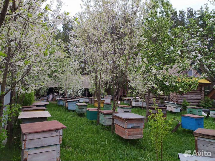 Продается пчелопакет