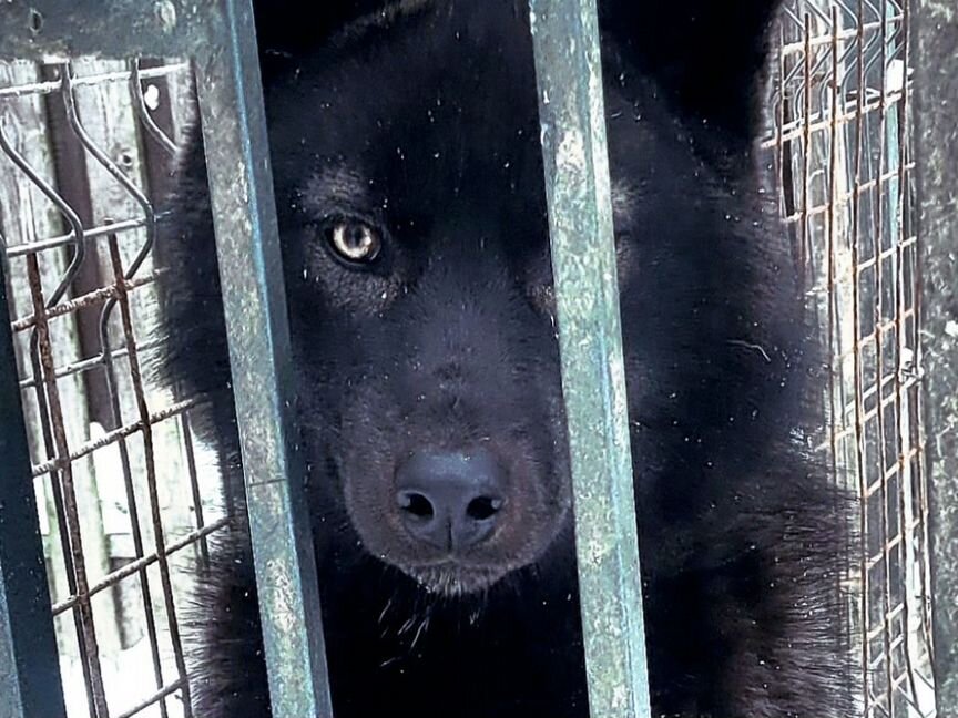 Черный волк, волкособ, девочка