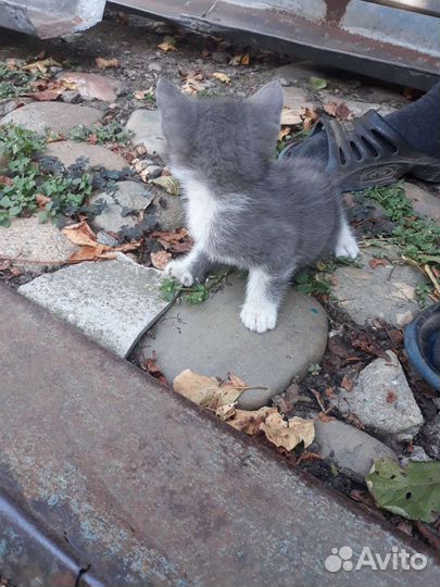 Котята в добрые руки бесплатно