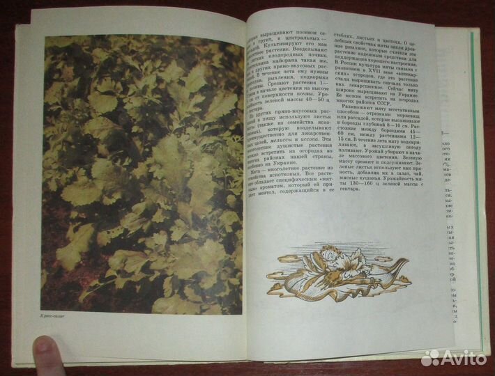 Небесный С. Юным овощеводам. Серия: Знай и умей