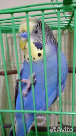 Передержка животных