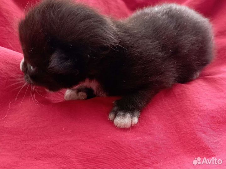 Котенок девочка