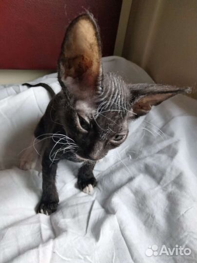 Мальчик (сфинкс)