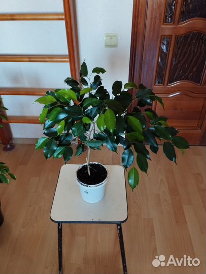 Фикус бенджамина