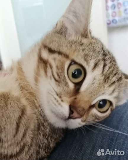Котенок девочка 3,5 месяцев