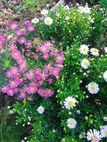 Многолетние цветы