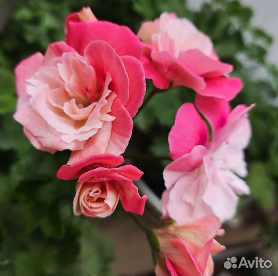 Пеларгония Bonas Meira