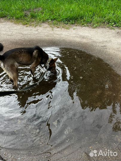 Собака в добрые, ответственные руки