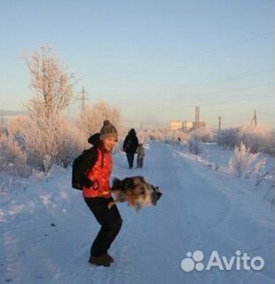 Дрессировка собак кинолог