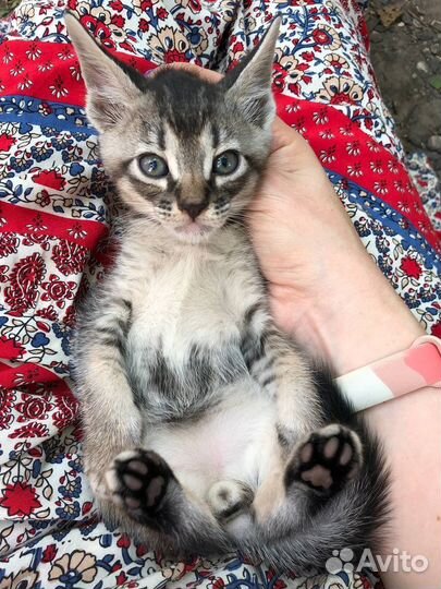 Котята мальчик и девочка в добрые руки