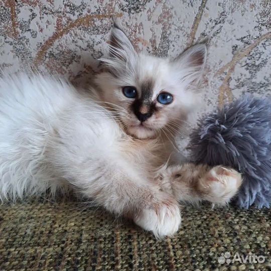 Котенок редкой породы