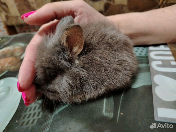 Декоративные кролики мини