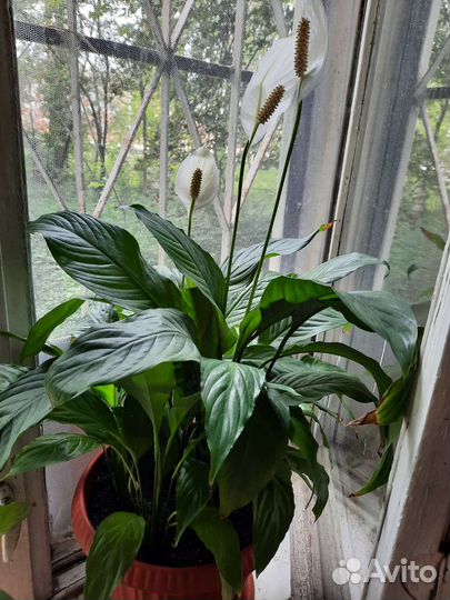 Спатифиллум