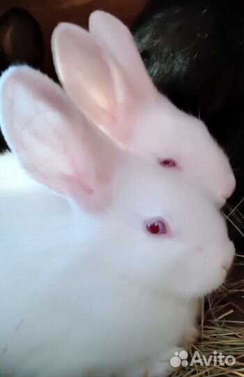Крольчата