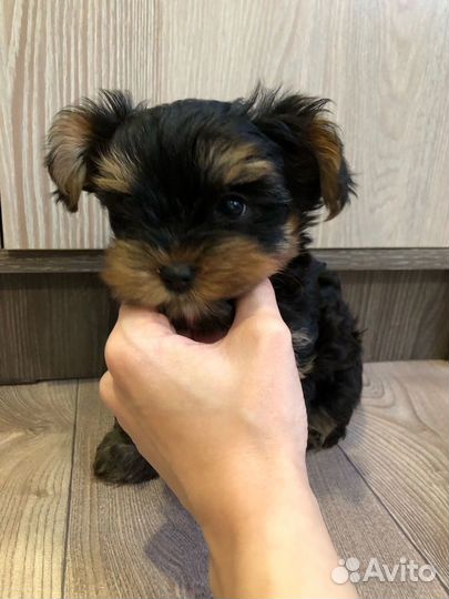 Йоркширский терьер мини беби фейс щенки