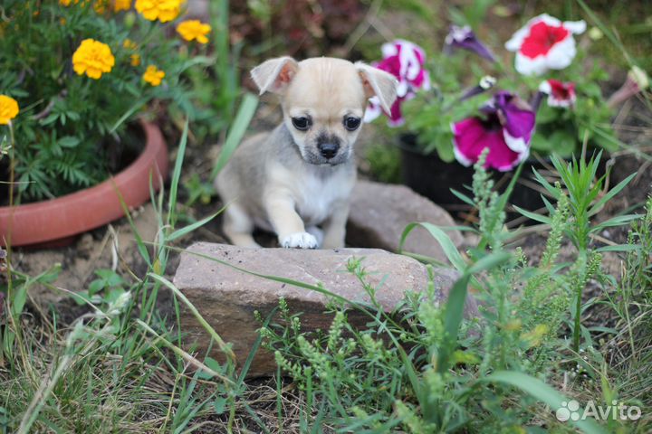 Щенки чихуахуа с РКФ