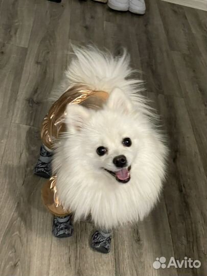 Немецкий Шпиц