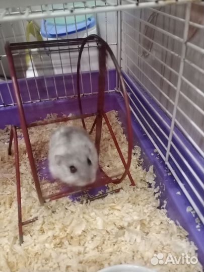 Джунгарский хомяк бесплатно