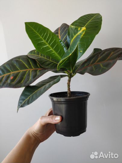 Кротон домашний цветок
