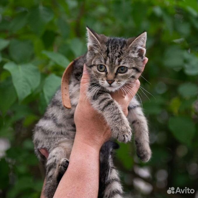 Полосатый котенок - шпротик в добрые руки