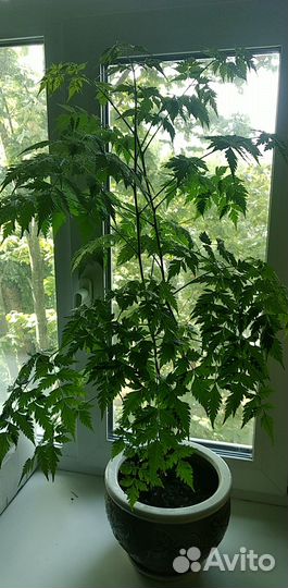 Мелия иранская или Четковое дерево