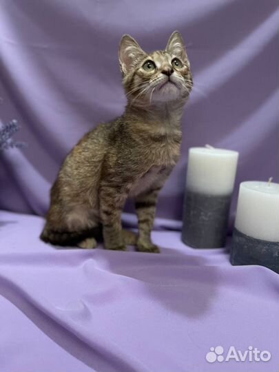 Европейская кошка в добрые руки