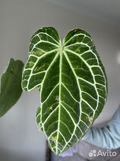 Антуриум кристаллинум