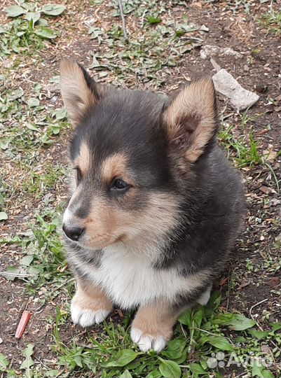 Отдам щенка в добрые руки