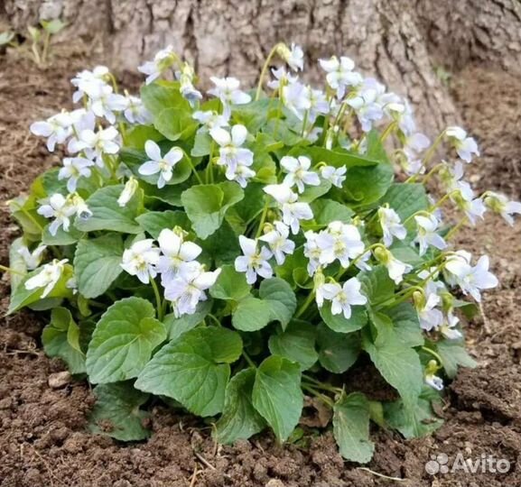 Саженцы фиалки (садовая, многолетняя)