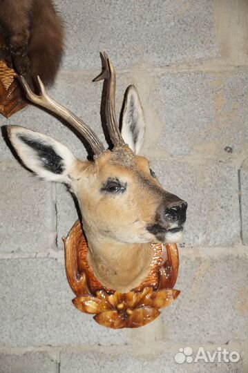 Чучела на медольене