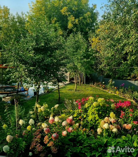 Гортензия метельчатая