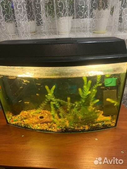 Аквариум