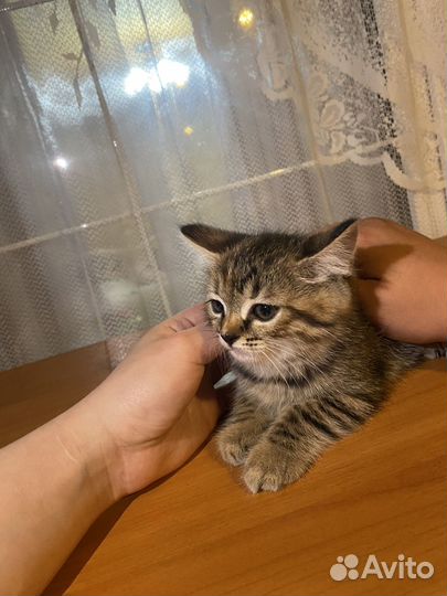 Котята в добрые руки даром