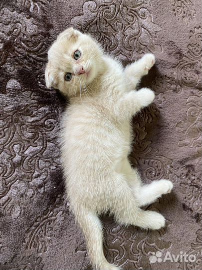 Шотландские котята