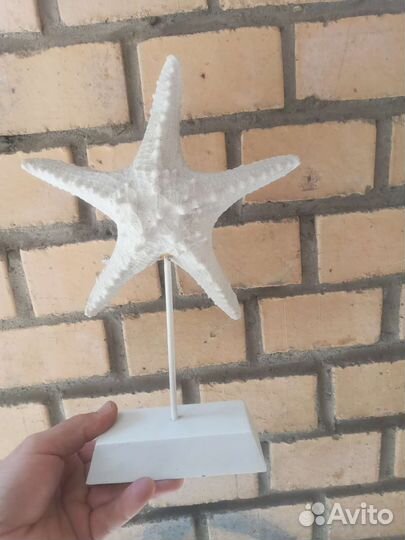 Морской звезды сувениры
