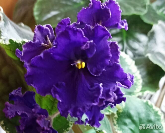 Сортовые фиалки