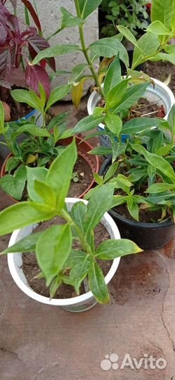 Флокс многолетний белый