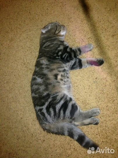 Ищем кошечку для вязки