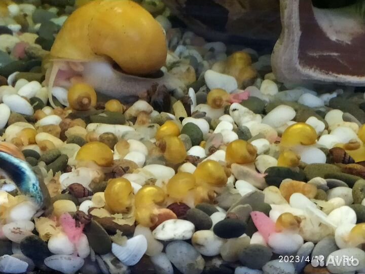 Малек гуппи и Роголистник