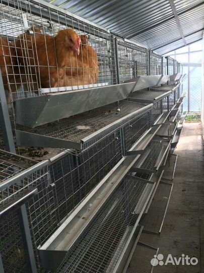 Клетки для кур по вашим размерам