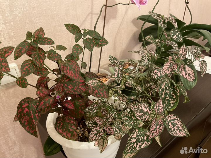 Пеларгония герань